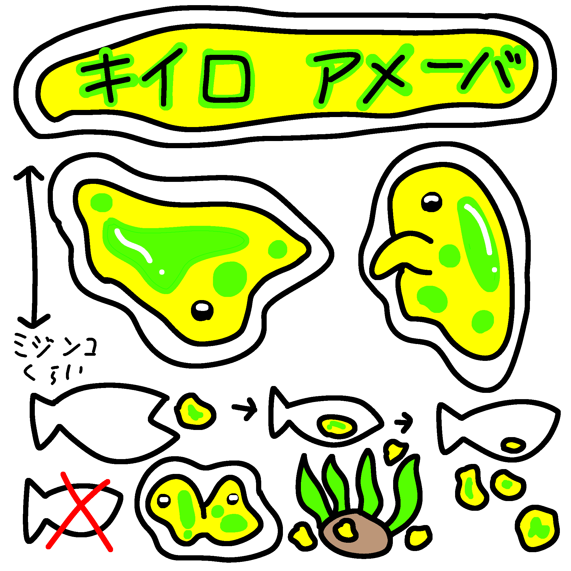 プランクトン画像