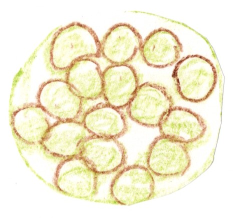 プランクトン画像